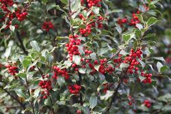 Ilex Centennial Girl — photo 5