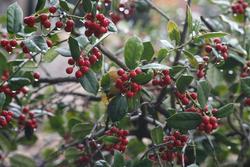 Ilex cornuta Dazzler — photo 1