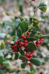 Ilex cornuta Dazzler — photo 2