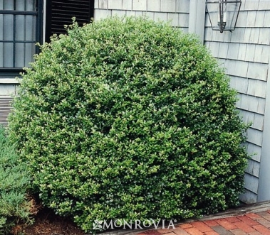 Ilex crenata Bennetts Compacta