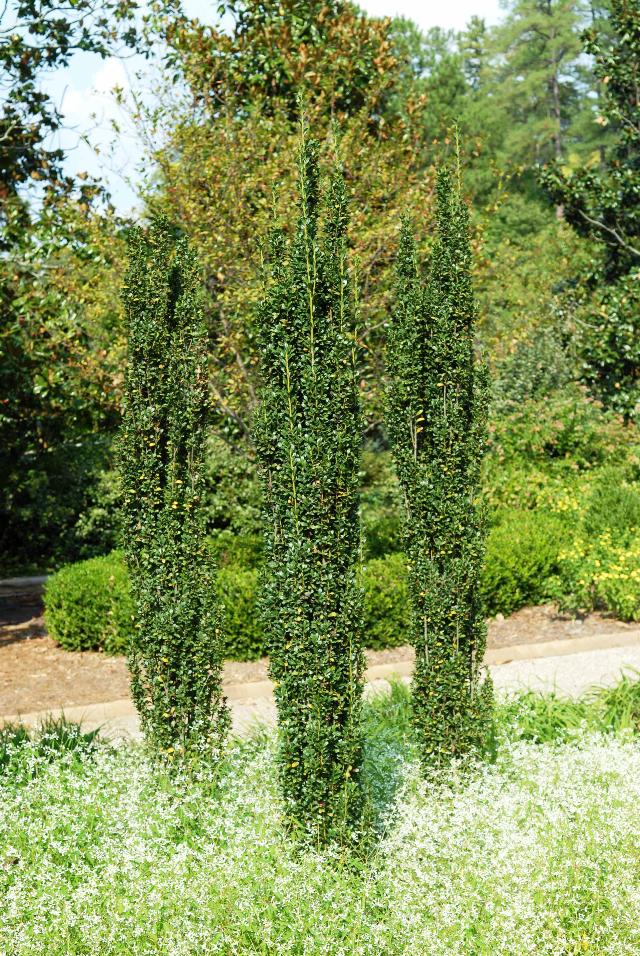 Ilex crenata 'Sky Pencil'