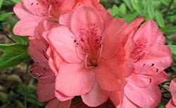 Azalea 'Blaauw's Pink' — photo 1