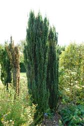 Ilex crenata 'Sky Pencil' — photo 2