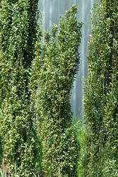 Ilex crenata 'Sky Pencil' — photo 3