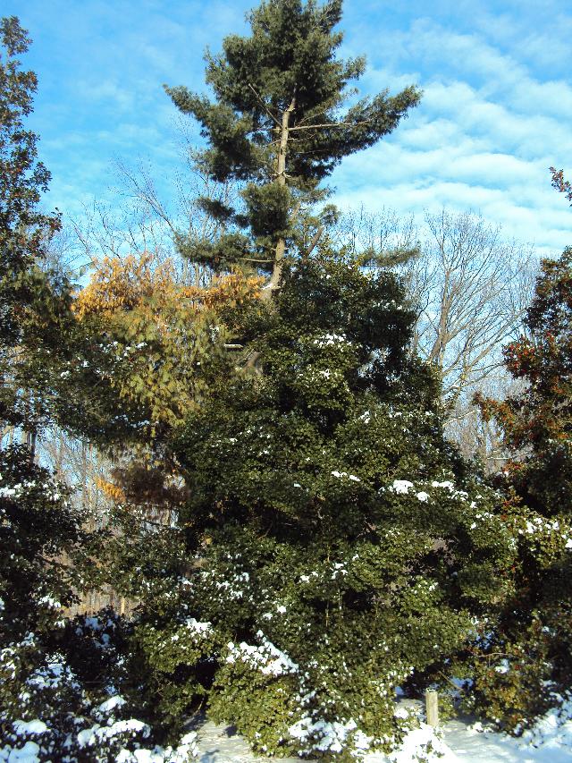 Ilex opaca 'Jersey Knight'
