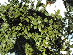 Ilex opaca 'Jersey Knight' — photo 2
