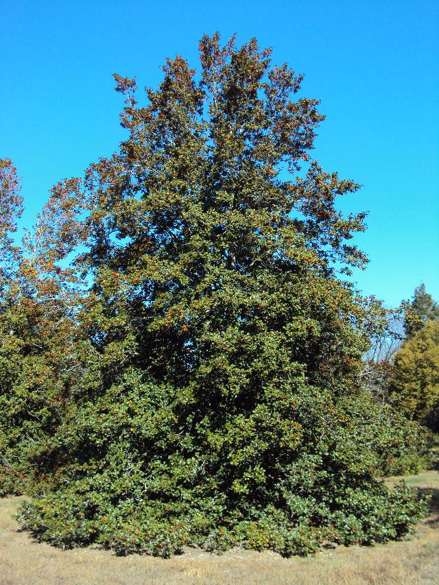 Ilex opaca Jersey Princess — photo 1