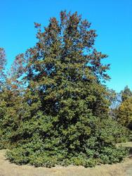 Ilex opaca Jersey Princess — photo 1