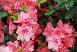 Azalea 'Blaauw's Pink' — photo 2