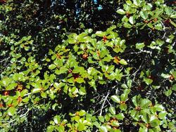 Ilex opaca Jersey Princess — photo 2