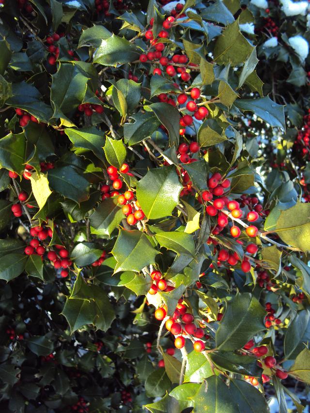 Ilex opaca 'Judy Evans' — photo 1