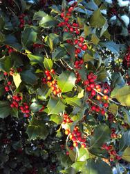 Ilex opaca 'Judy Evans' — photo 1