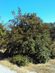 Ilex opaca 'Judy Evans' — photo 2