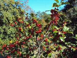 Ilex opaca 'Judy Evans' — photo 3