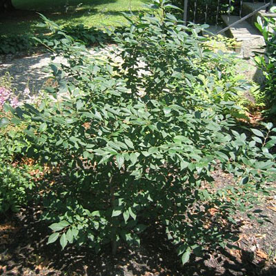 Ilex 'Apollo'