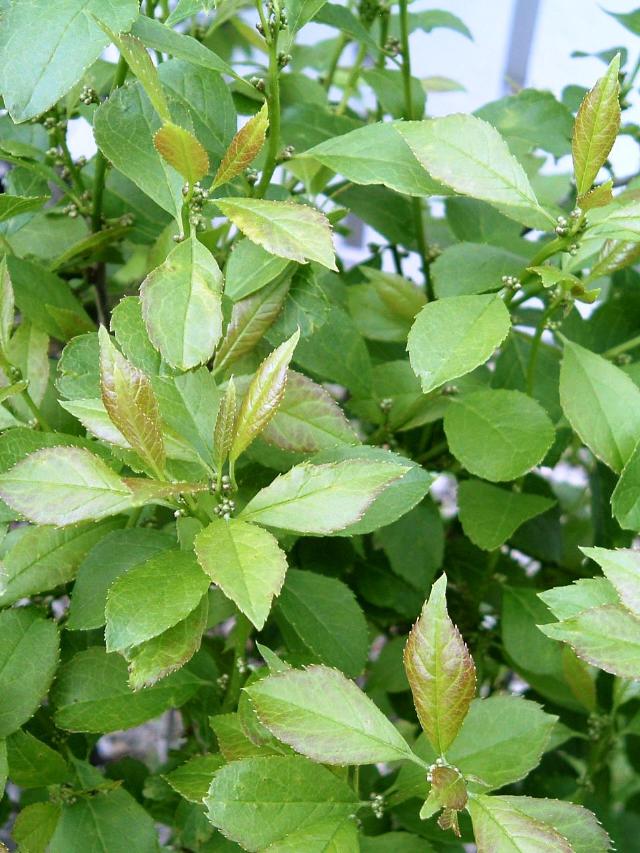 Ilex verticillata 'Jim Dandy' — photo 1