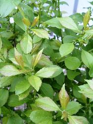 Ilex verticillata 'Jim Dandy' — photo 1