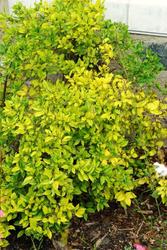 Ilex verticillata 'Jim Dandy' — photo 3