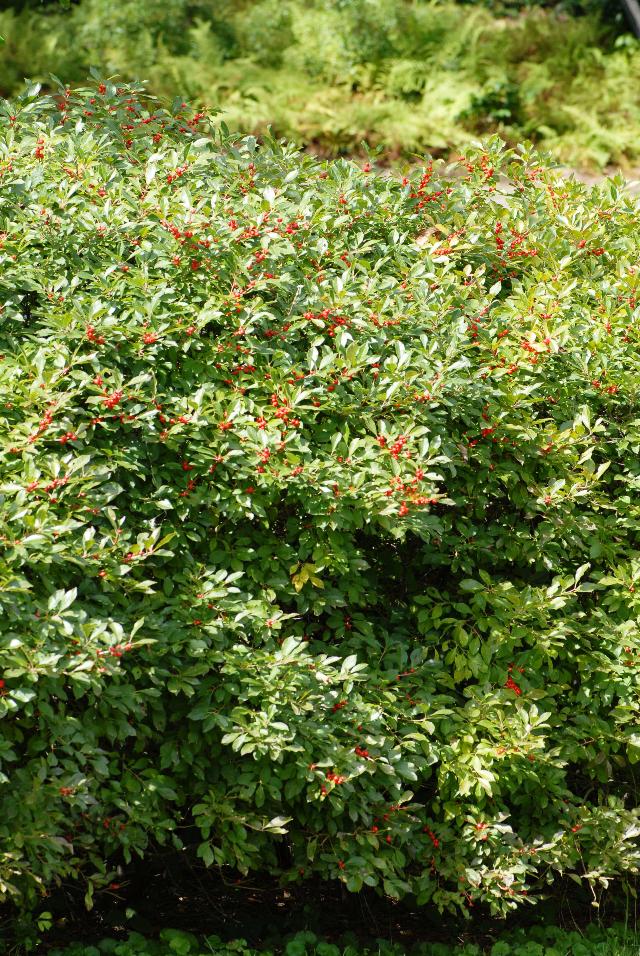 Ilex verticillata 'Red Sprite' — photo 1