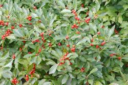 Ilex verticillata 'Red Sprite' — photo 2