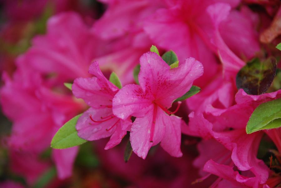 Azalea 'Boudoir' — photo 1