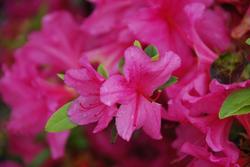 Azalea 'Boudoir' — photo 1