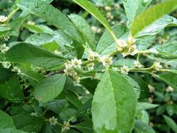 Ilex verticillata 'Red Sprite' — photo 3