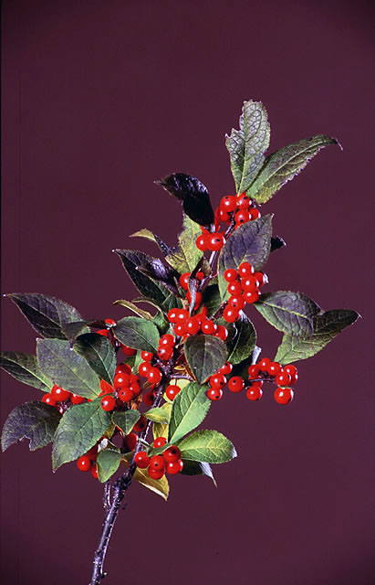 Ilex verticillata Sparkleberry — photo 1