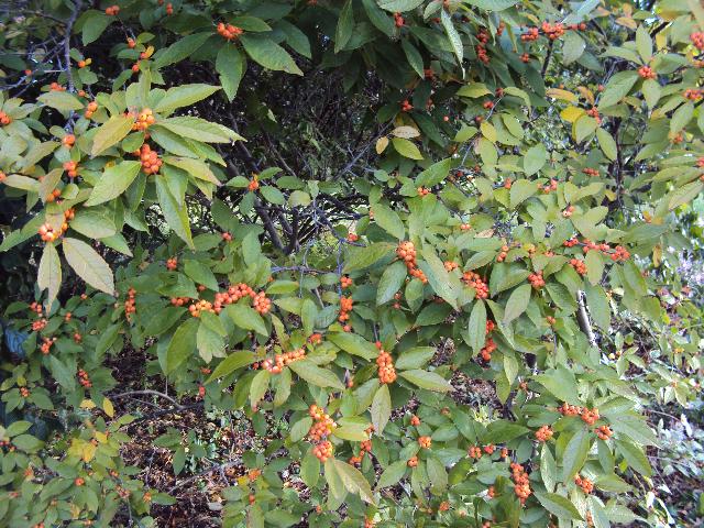 Ilex Verticillata Winter Gold — photo 1
