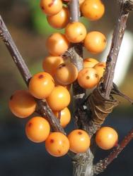 Ilex Verticillata Winter Gold — photo 2