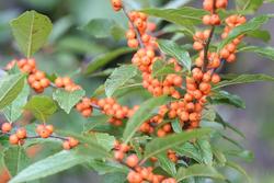 Ilex Verticillata Winter Gold — photo 3