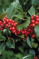 Ilex x meserveae 'Mesid'(BLUE MAID) — photo 3