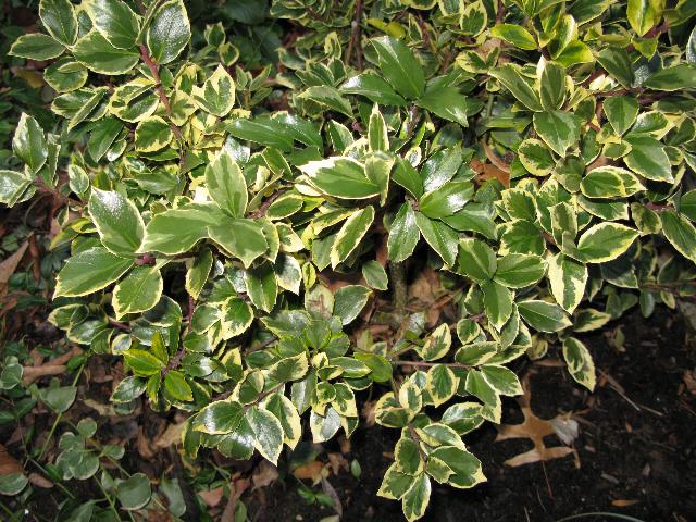 Ilex x meserveae 'Honey Maid' — photo 1