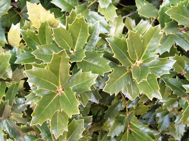 Ilex 'Conaf'(OAK LEAF)