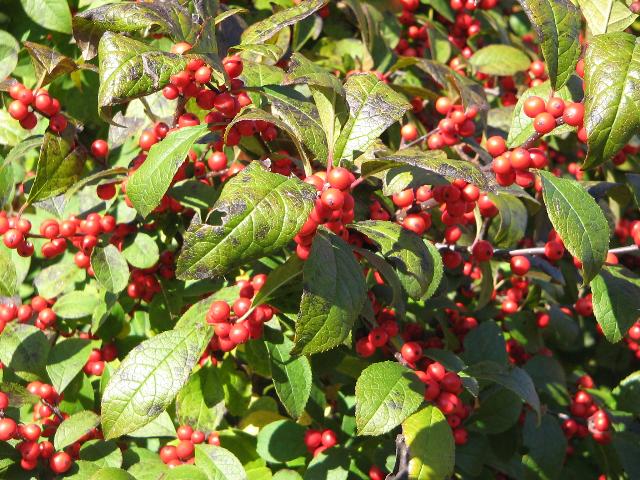 Ilex 'Harvest Red'