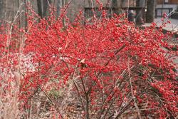 Ilex 'Harvest Red' — photo 2