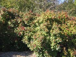Ilex 'Harvest Red' — photo 3
