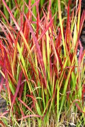 Imperata cylindrica 'Red Baron' — photo 1