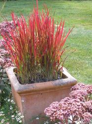 Imperata cylindrica 'Red Baron' — photo 2