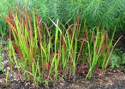 Imperata cylindrica 'Red Baron' — photo 3