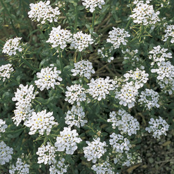 Iberis sempervirens 'Alexander's White' — photo 1