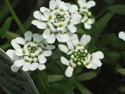 Iberis sempervirens 'Alexander's White' — photo 2