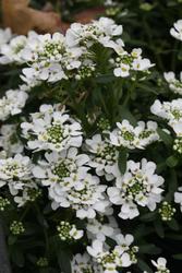 Iberis sempervirens 'Alexander's White' — photo 3