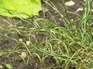 Juncus effusus 'Frenzy'