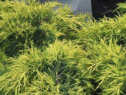 Juniperus chinensis 'Gold Lace' — photo 1