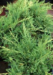 Juniperus chinensis 'Gold Lace' — photo 2