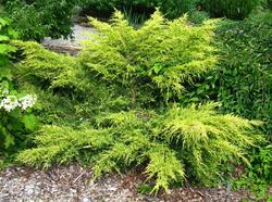 Juniperus chinensis 'Gold Lace' — photo 3