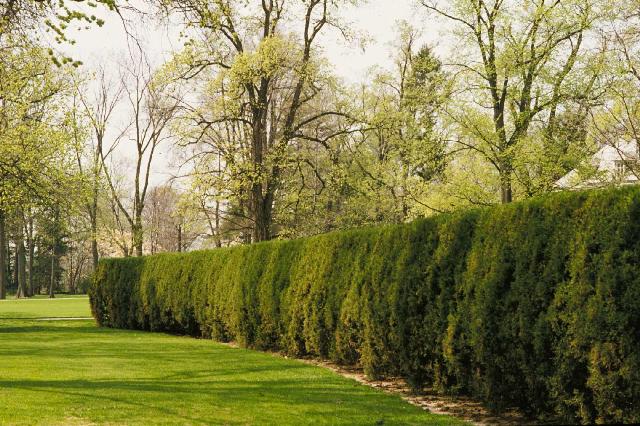 Juniperus chinensis 'Keteleeri' — photo 1