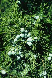 Juniperus chinensis 'Keteleeri' — photo 2