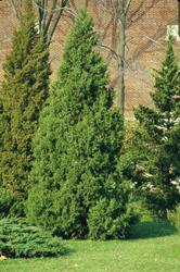 Juniperus chinensis 'Keteleeri' — photo 3